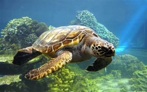 imágenes de tortugas